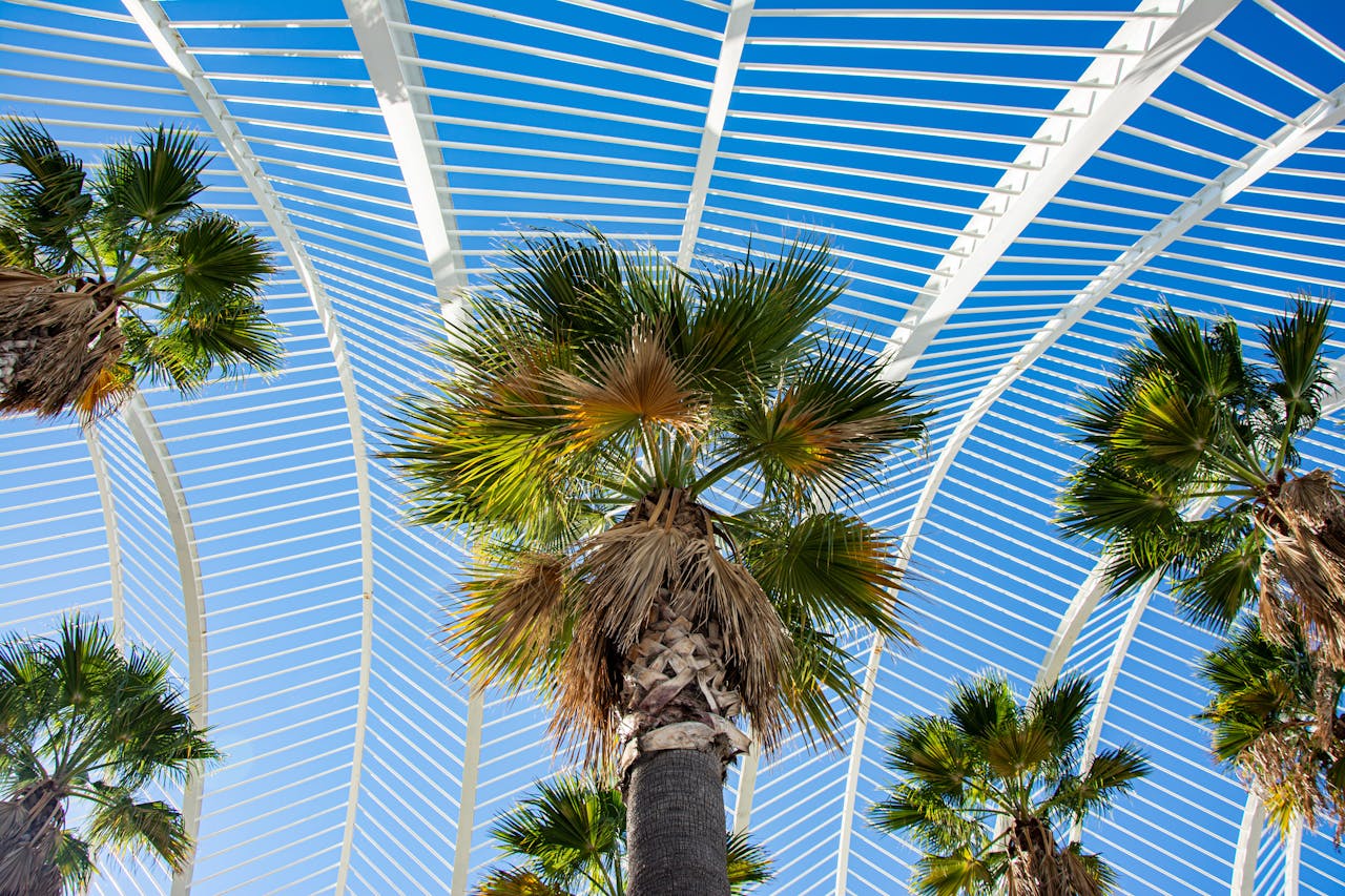 Palm Trees and Steel Frames Under Clear Blue Sky